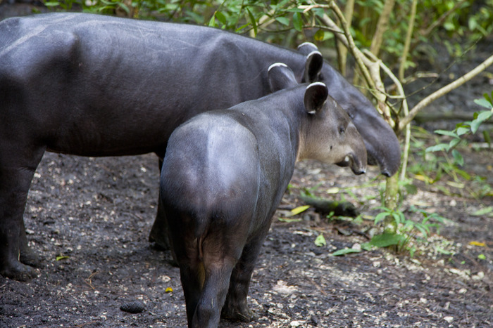 belize_zoo_baby_tapir.jpg