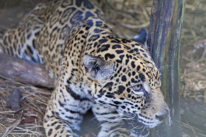 belize_zoo_jaguar2.jpg