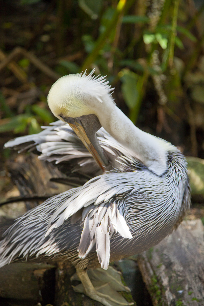 belize_zoo_pelican1.jpg
