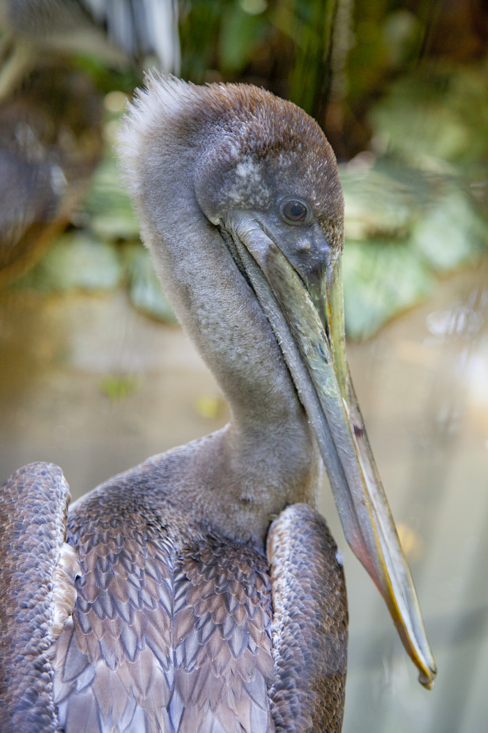 belize_zoo_pelican3.jpg
