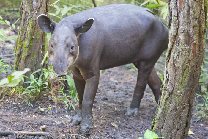belize_zoo_tapir1.jpg
