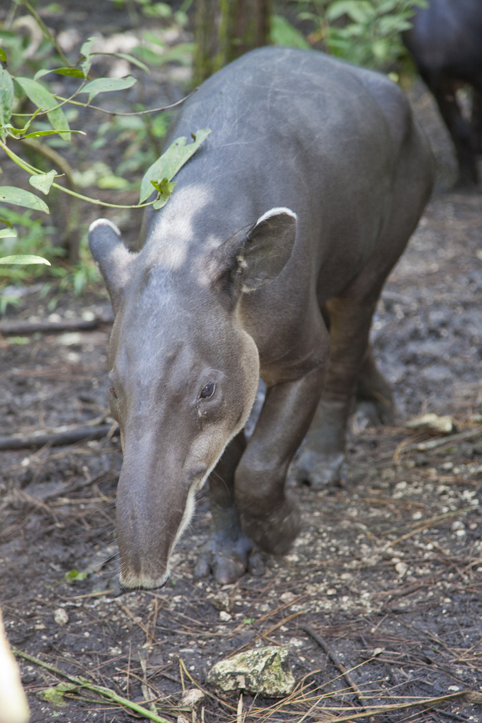 belize_zoo_tapir2.jpg