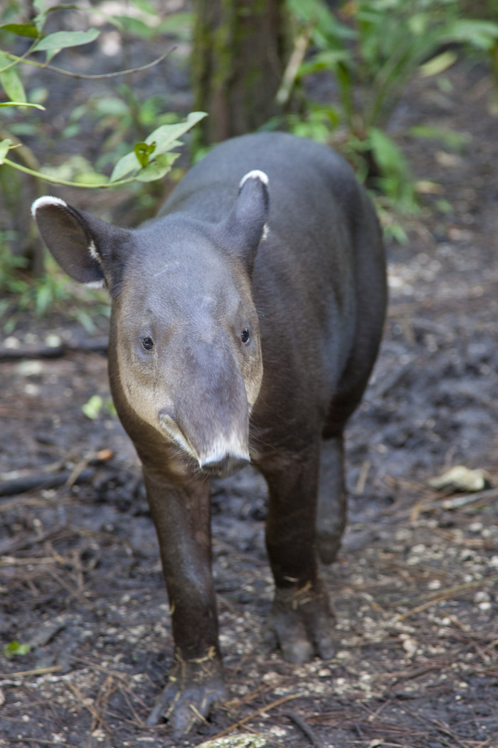 belize_zoo_tapir3.jpg