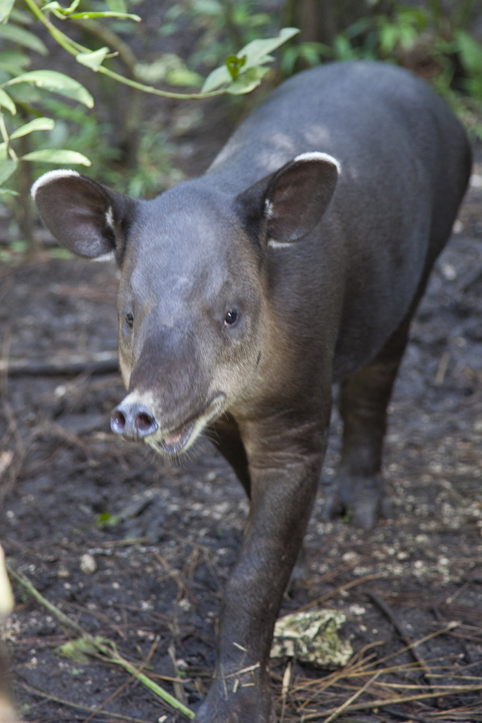 belize_zoo_tapir4.jpg