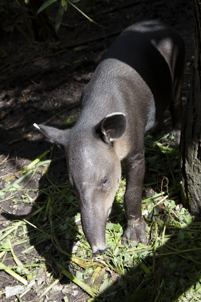 belize_zoo_tapir5.jpg