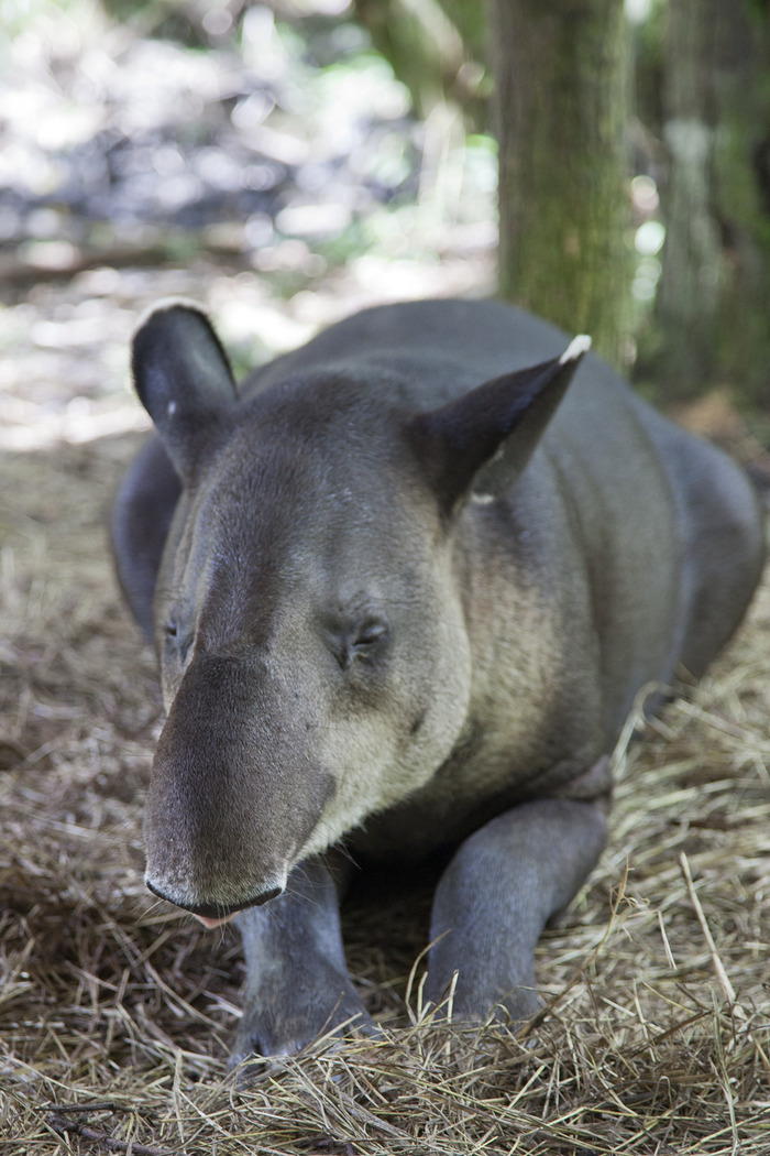 belize_zoo_tapir6.jpg