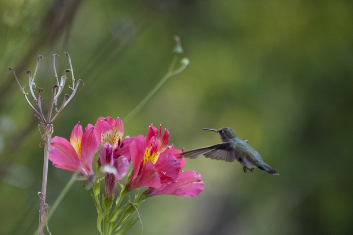 hummingbird_2015_1.jpg