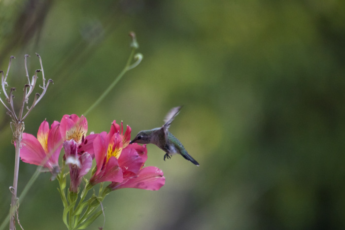 hummingbird_2015_2.jpg
