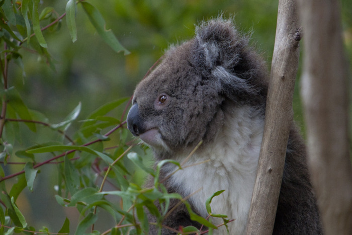 koala1_mel.jpg