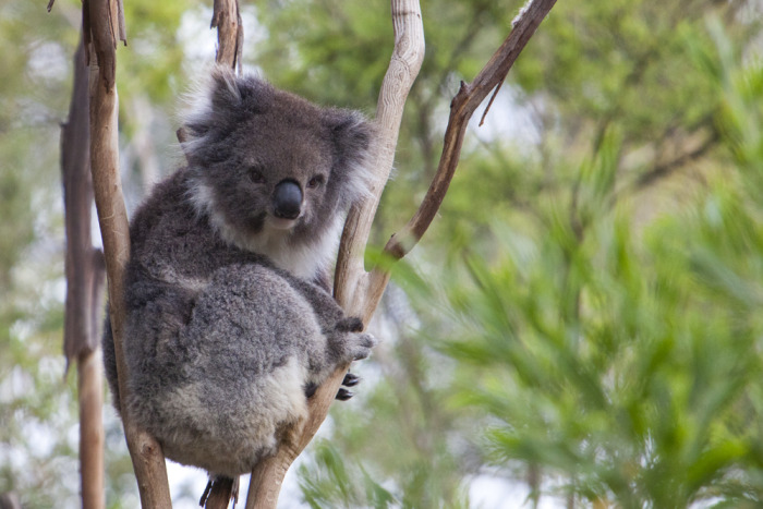 koala2_mel.jpg