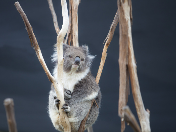 koala4_mel.jpg