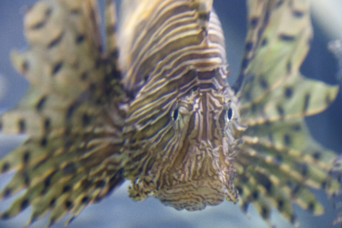 lionfish1.jpg