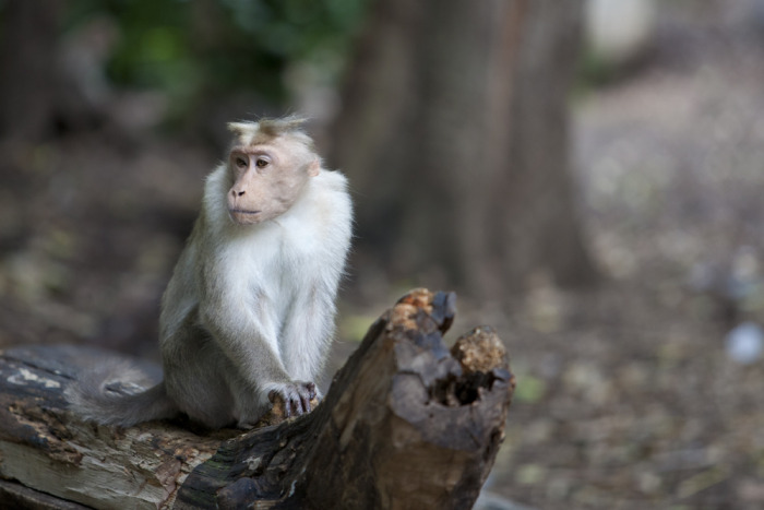 monkey_india_2.jpg