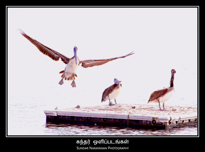 pelican_landing.jpg