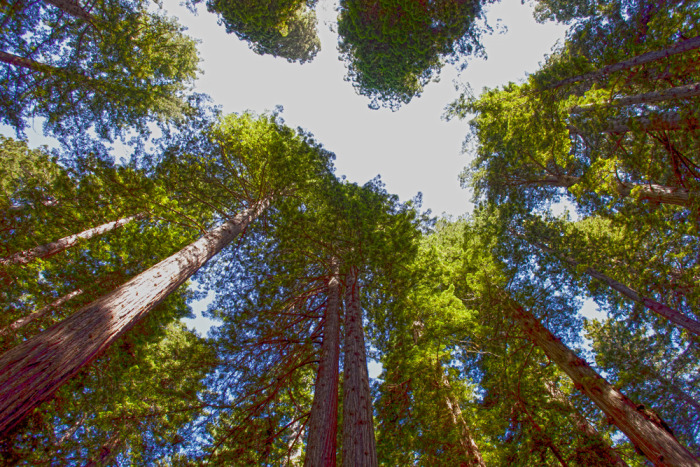 redwoods1.jpg
