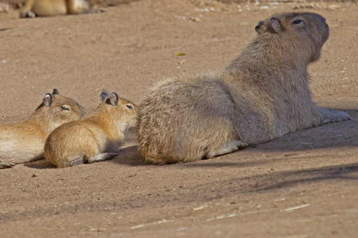sd_capybara.jpg