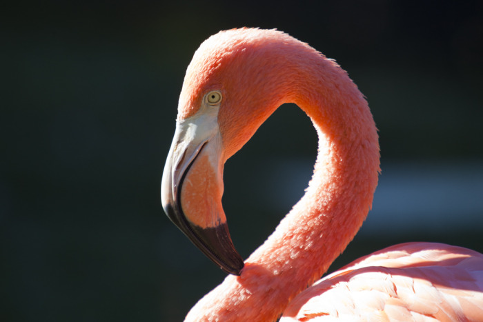 sd_flamingo2.jpg