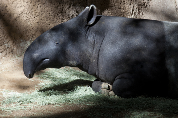 sd_tapir1.jpg